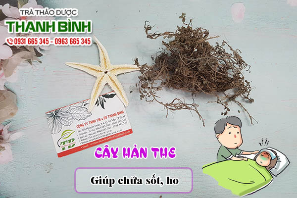 Cây hàn the Thảo Dược Thanh Bình