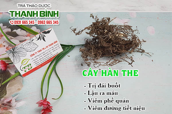 Cây hàn the Thảo Dược Thanh Bình