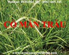 Mua bán cỏ mần trầu tại TP HCM uy tín chất lượng tốt nhất