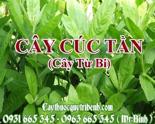 Mua cúc tần tại Hà Nội uy tín chất lượng nhất ???