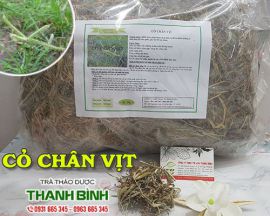 Địa chỉ bán cỏ chân vịt hỗ trợ điều trị nhức mỏi toàn thân tại Hà Nội