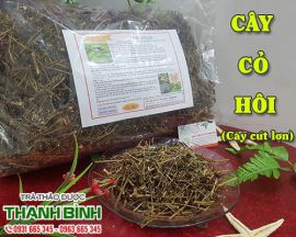 Địa điểm bán cây cỏ hôi (cây cứt lợn) tại Hà Nội trong điều trị viêm mũi