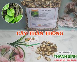 Địa điểm bán cây thần thông tại Hà Nội trong điều trị viêm loét dạ dày