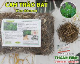 Mua bán cam thảo đất ở huyện Bình Chánh có tác dụng điều trị mẩn ngứa