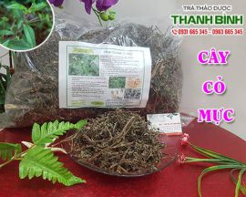 Mua bán cây cỏ mực tại quận Long Biên giúp điều trị rong kinh rất tốt