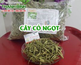 Mua bán cây cỏ ngọt ở huyện Bình Chánh giúp làm giảm nếp nhăn rất tốt