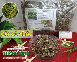 Mua bán cây cỏ xước ở huyện Bình Chánh giúp điều trị viêm khớp dạng thấp