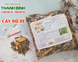 Mua bán cây dũ dẻ ở quận Bình Tân giúp điều trị bệnh ngoài da rất tốt