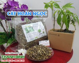 Mua bán cây hoàn ngọc ở huyện Hóc Môn giúp điều trị tiêu chảy rất tốt