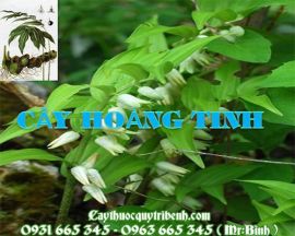 Mua bán cây hoàng tinh tại huyện Thanh Oai hỗ trợ điều trị ho tốt nhất