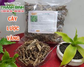 Mua bán cây lược vàng ở huyện Hóc Môn giúp tiêu viêm hóa đàm rất tốt