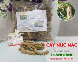 Mua bán cây núc nác ở quận Tân Phú có tác dụng điều trị vú có cục rắn