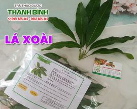 Mua bán lá xoài tại huyện Thanh Trì giúp cải thiện các vấn đề hô hấp