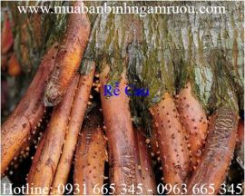 Mua bán rễ cau tại Quảng Bình giúp điều trị mụn nhọt hiệu quả nhất