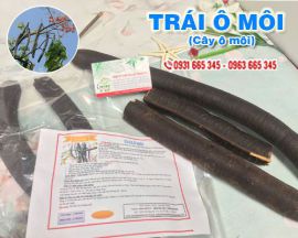 Mua bán trái ô môi (cây ô môi) tại huyện Sóc Sơn hỗ trợ điều trị đau lưng